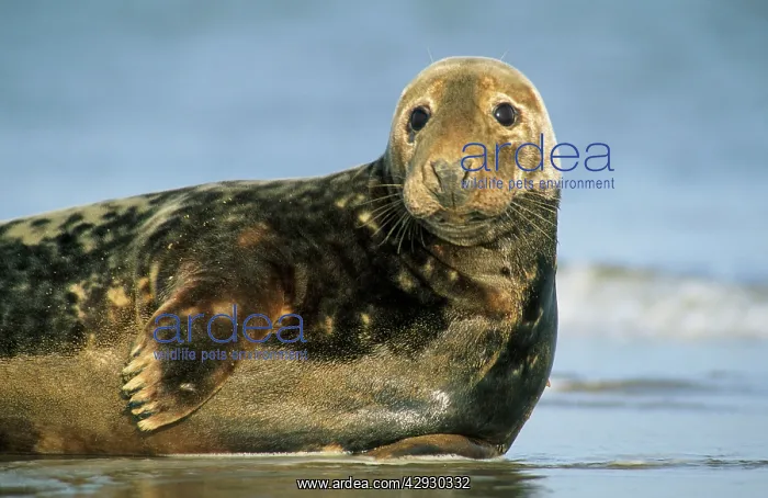 : Grey Seal - lying on beach : Grey Seal - lying on beach
