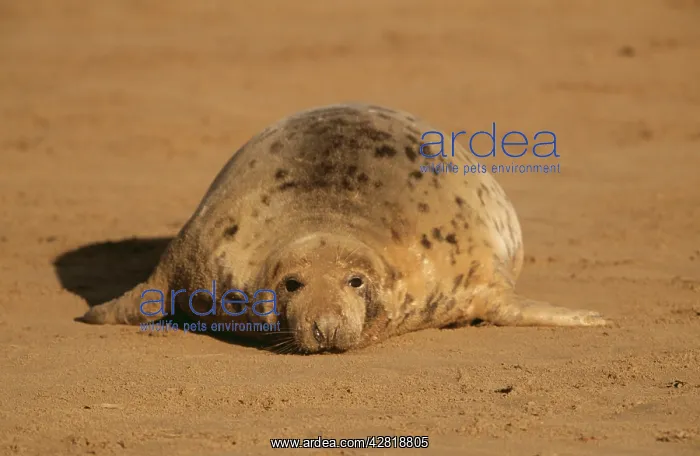 : GREY SEAL - lying on sand beach : GREY SEAL - lying on sand beach