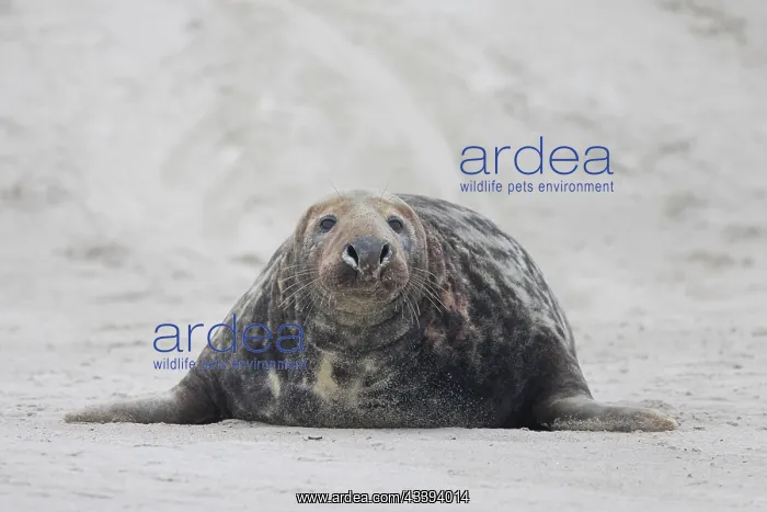 : Grey Seal male : Grey Seal male