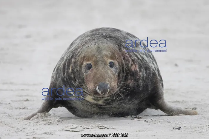 : Grey Seal male : Grey Seal male