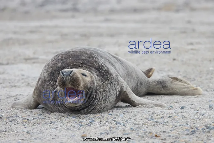 : Grey Seal male : Grey Seal male