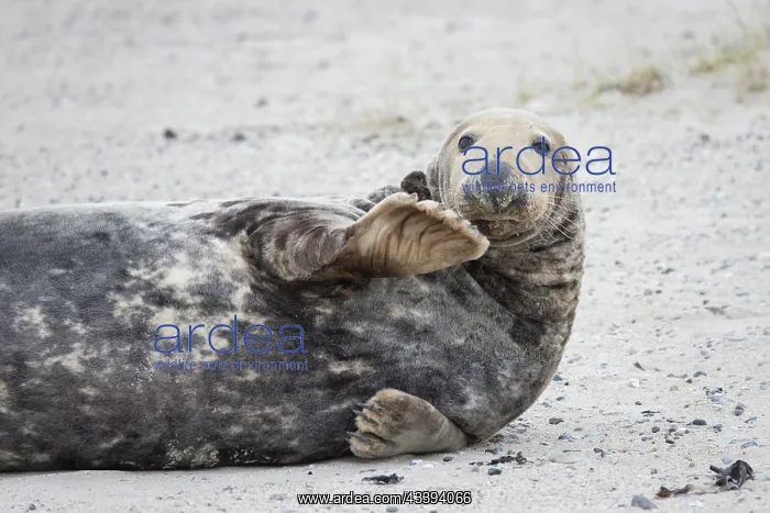 : Grey Seal male : Grey Seal male