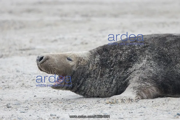 : Grey Seal male : Grey Seal male