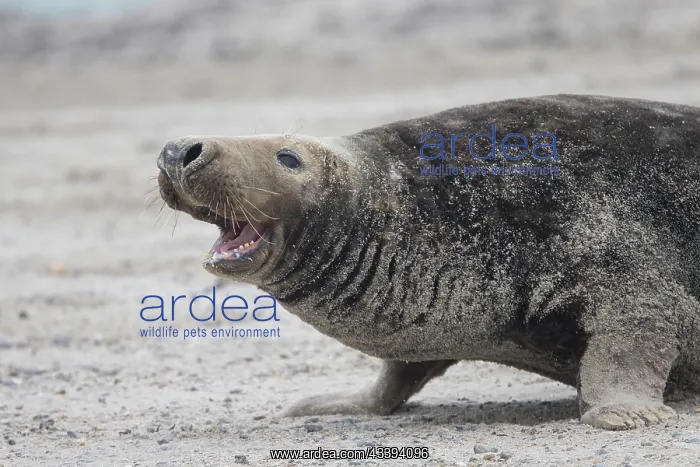 : Grey Seal male : Grey Seal male