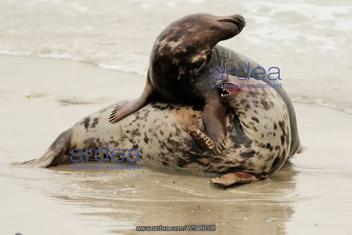 : Grey seal - male and female playing in mating season : Grey seal - male and female playing in mating season