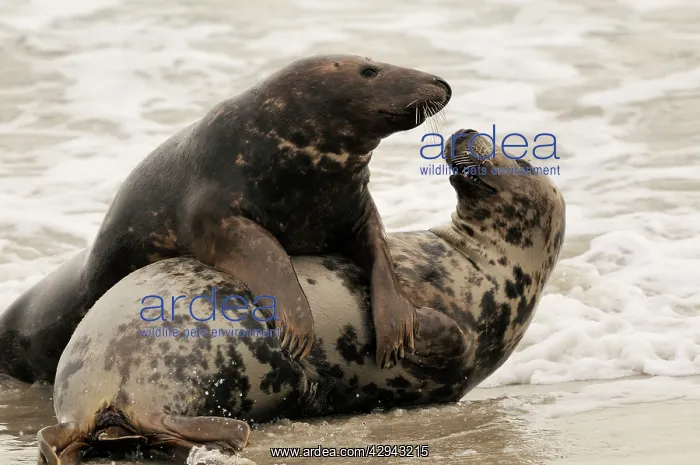: Grey seal - male and female playing in mating season : Grey seal - male and female playing in mating season