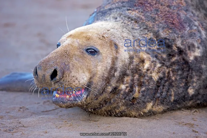 : Grey Seal - male showing wounds from territorial : Grey Seal - male showing wounds from territorial