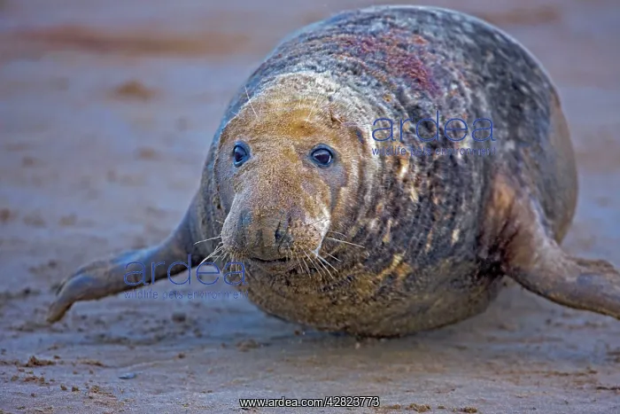 : Grey Seal - male showing wounds from territorial : Grey Seal - male showing wounds from territorial