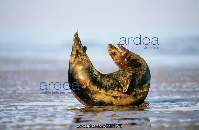 : Grey Seal - male stretching : Grey Seal - male stretching