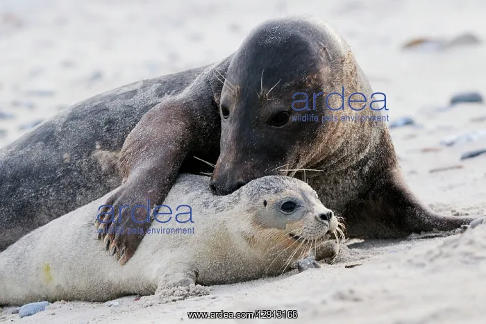 : Grey seal - male and young on a beach : Grey seal - male and young on a beach