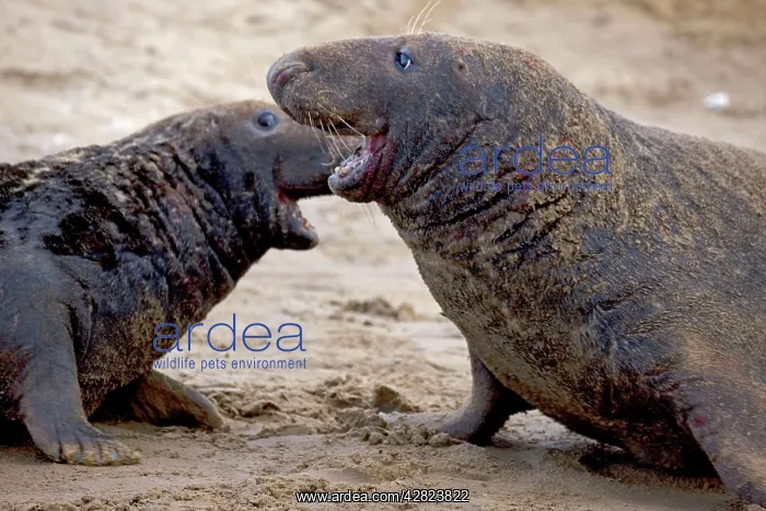 : Grey Seal - two males engaged in territorial fight : Grey Seal - two males engaged in territorial fight