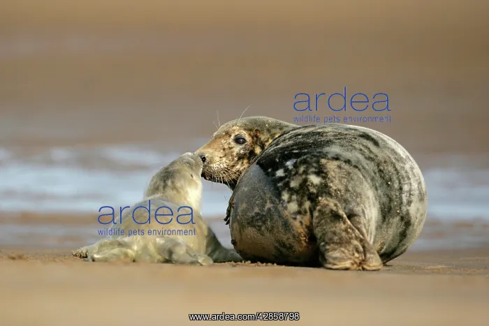 : Grey Seal - mother and newborn pup taking stock : Grey Seal - mother and newborn pup taking stock