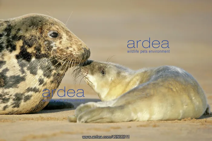 : Grey Seal - mother and newborn pup taking stock : Grey Seal - mother and newborn pup taking stock