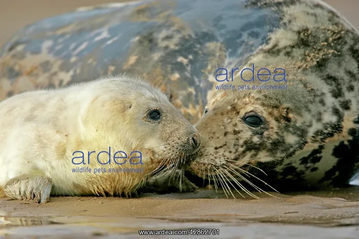 : Grey Seal - mother and newborn pup taking stock : Grey Seal - mother and newborn pup taking stock