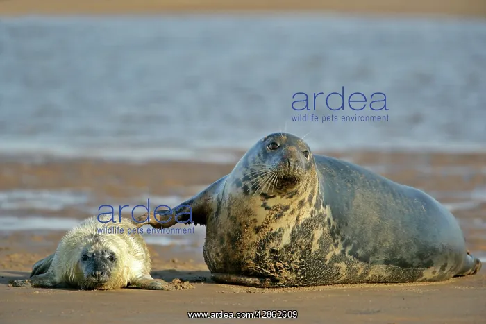 : Grey Seal - mother touching newborn pup in affection : Grey Seal - mother touching newborn pup in affection