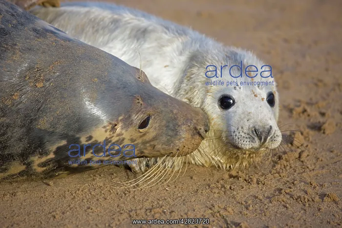 : Grey Seal - mother and young interacting on beach : Grey Seal - mother and young interacting on beach