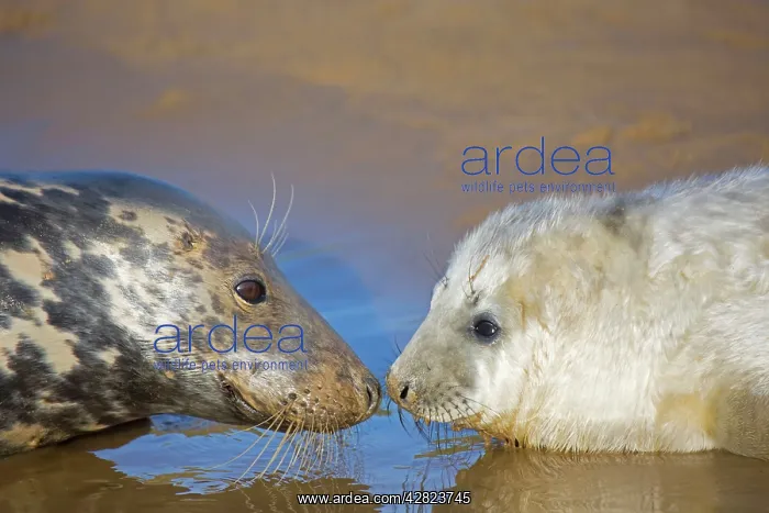 : Grey Seal - mother and young interacting on beach : Grey Seal - mother and young interacting on beach