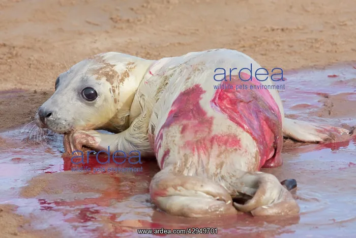 : Grey Seal - newly born pup with afterbirth, lying on sand : Grey Seal - newly born pup with afterbirth, lying on sand