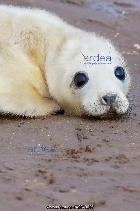 : Grey Seal - newly born pup lying on sand : Grey Seal - newly born pup lying on sand