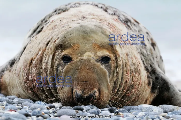 : Grey seal - old male on beach : Grey seal - old male on beach