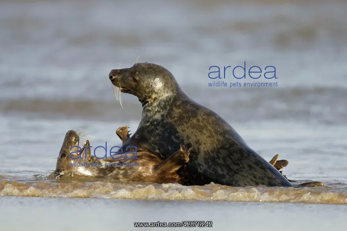 : Grey Seal - playing in surf : Grey Seal - playing in surf