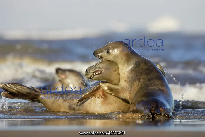 : Grey Seal - playing in surf : Grey Seal - playing in surf