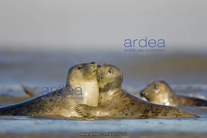 : Grey Seal - playing in surf and kissing : Grey Seal - playing in surf and kissing