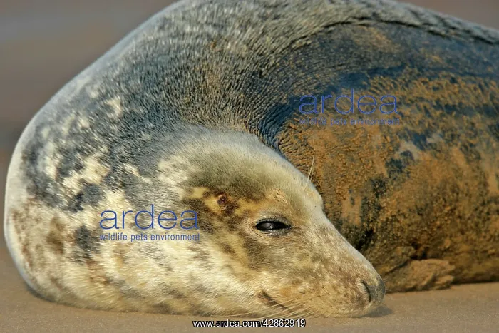 : Grey Seal - portrait of a female resting on sand bank : Grey Seal - portrait of a female resting on sand bank