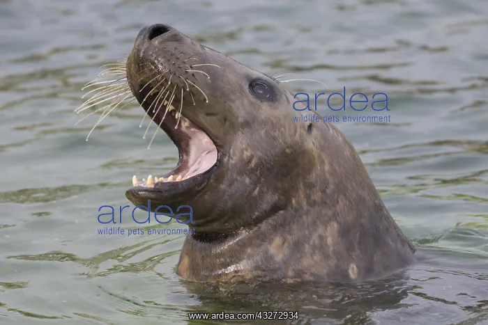 : Grey Seal - portrait - Germany : Grey Seal - portrait - Germany