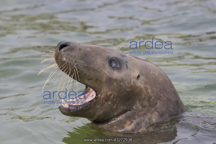 : Grey Seal - portrait - Germany : Grey Seal - portrait - Germany
