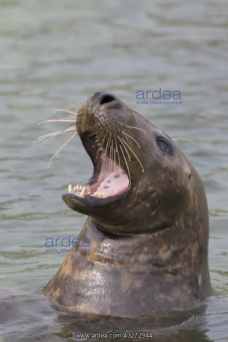 : Grey Seal - portrait - Germany : Grey Seal - portrait - Germany