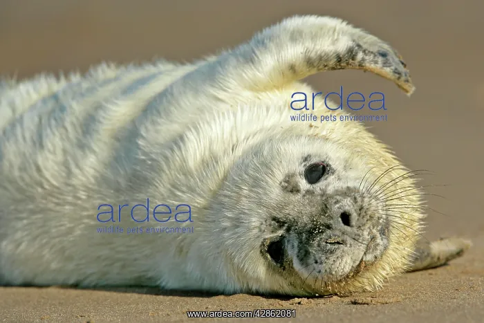 : Grey Seal - portrait of pup stretching it's fin : Grey Seal - portrait of pup stretching it's fin
