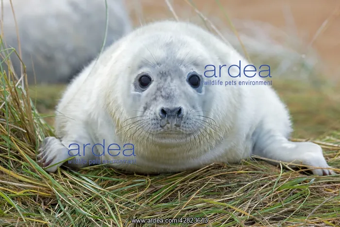: Grey Seal - pup : Grey Seal - pup