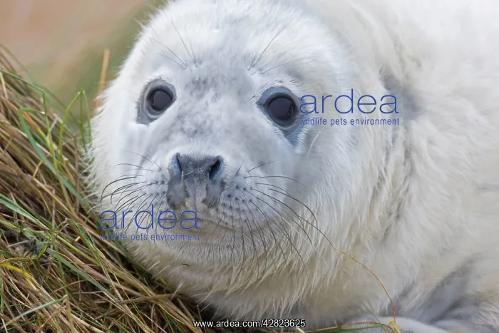 : Grey Seal - pup : Grey Seal - pup