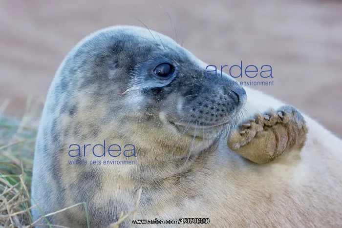 : Grey Seal - pup : Grey Seal - pup