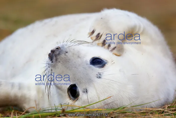 : Grey Seal - Pup : Grey Seal - Pup
