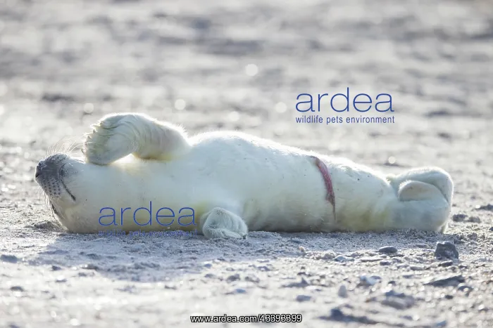 : Grey Seal pup : Grey Seal pup