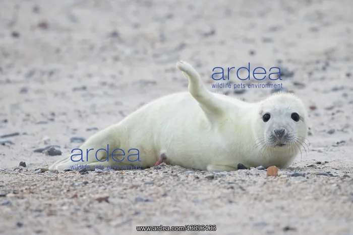 : Grey Seal pup : Grey Seal pup