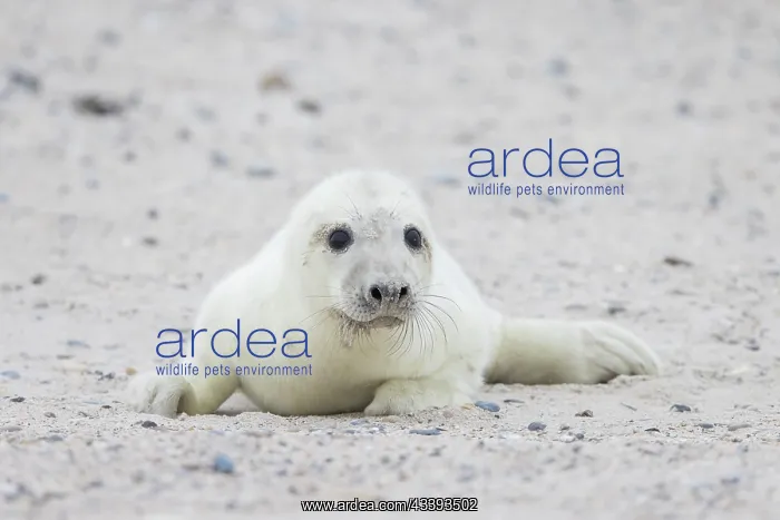 : Grey Seal pup : Grey Seal pup