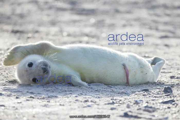 : Grey Seal pup : Grey Seal pup