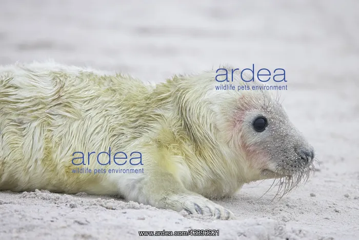 : Grey Seal pup : Grey Seal pup