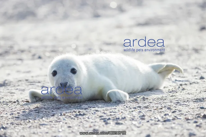 : Grey Seal pup : Grey Seal pup