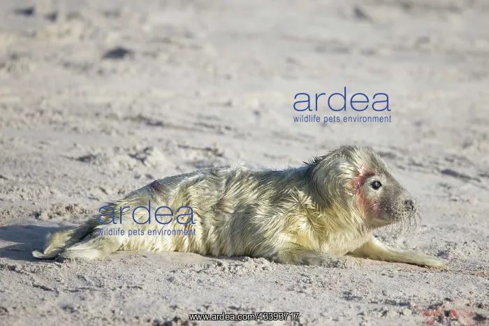 : Grey Seal pup : Grey Seal pup