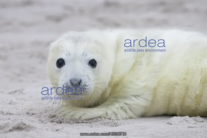 : Grey Seal pup : Grey Seal pup