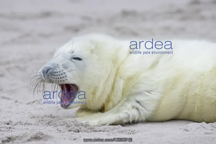: Grey Seal pup : Grey Seal pup