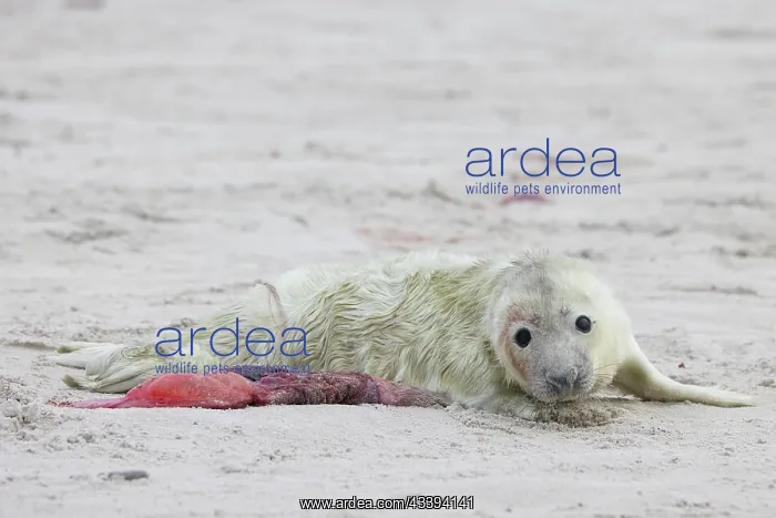 : Grey Seal pup : Grey Seal pup