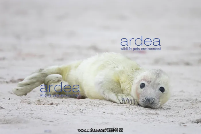 : Grey Seal pup : Grey Seal pup