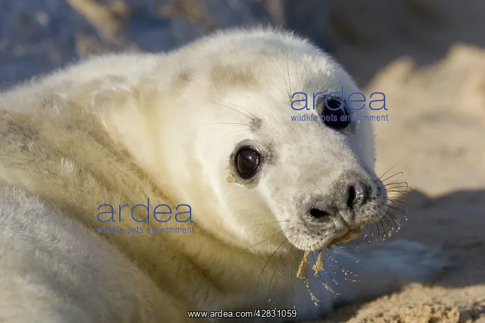 : Grey Seal - pup on beach : Grey Seal - pup on beach