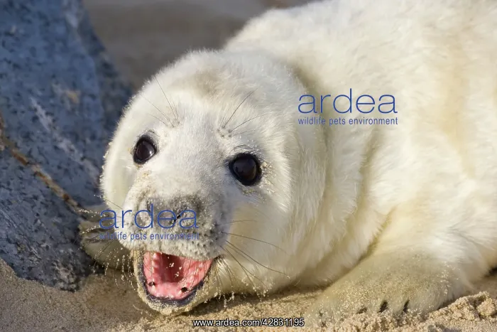 : Grey Seal - pup on beach : Grey Seal - pup on beach