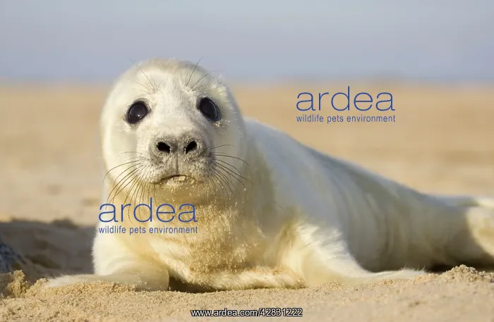 : Grey Seal - pup on beach : Grey Seal - pup on beach